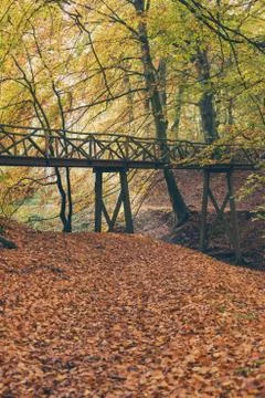 Wooden bridge in autumn forest. Stock Photos