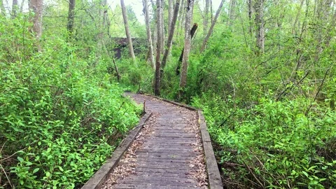 Wooden Bridge in Forest Stock Footage 75211674