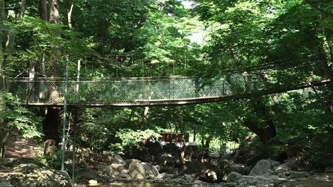 Wooden bridge in the forest Stock Footage 310156604