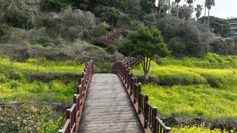 Wooden bridge in the forest Stock Footage 310298731