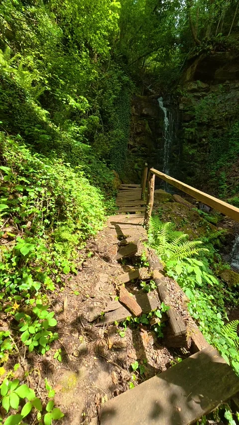 Wooden bridge leads through dense green forest. Balkans, Serbia. Vertical Stock-Footage 336895131