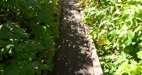 Wooden bridge over small stream in the forest of a path in Utah Valley Stock Footage 120207625