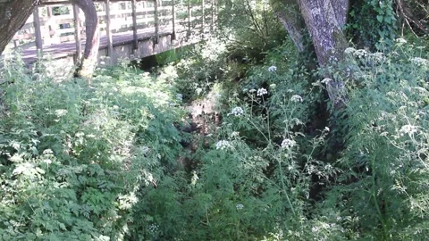 Wooden bridge over a small stream in a lush green forest Video stock 338011814