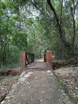 Wooden bridge path in the forest. Stock Photos
