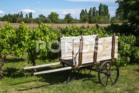 Wooden cart on a vineyard Stock Photos