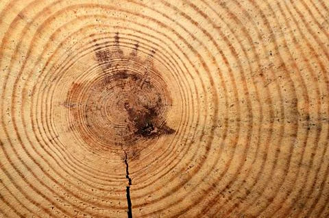 Wooden circle with a split cut Stock Photos