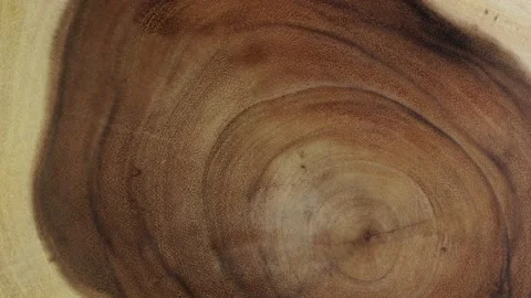 Wooden circle stump trunk background from top. Saw cross section cut tree woo Stock Footage 170778781