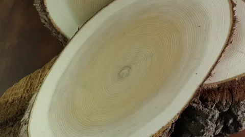 Wooden circle stump trunk background from top. Saw cross section cut tree w.. Stock Footage 298333781