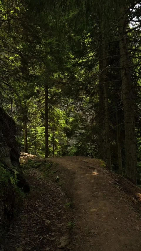 Wooden Cliffside Trail Through Alpine Forest in Switzerland Stock Footage 342751446