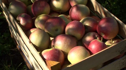 Wooden crate with apples Stock Footage 35709035