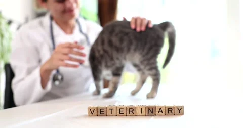 Wooden cubes spell Veterinary on table with doctor petting cat Stock Footage 312158092