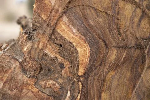 Wooden cut peice closeup view making a background wallpaper Stock Photos