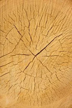 Wooden cut texture Stock Photos