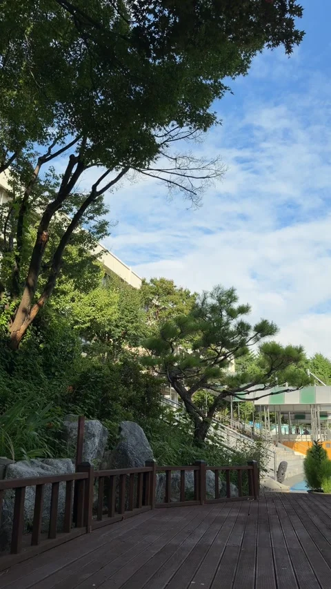 Wooden Deck and Pine Tree in a Backlit School Garden Under Blue Summer Sky Stock Footage 340020585