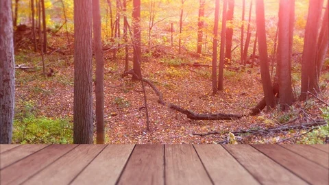 Wooden Deck in Forest, Setting Sun Wood Landscape View Background Outdoor Living Stock Footage 88974233