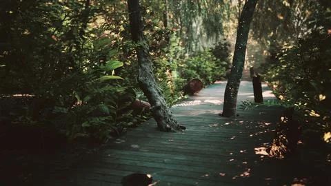 Wooden deck path in the forest Ilustración de archivo