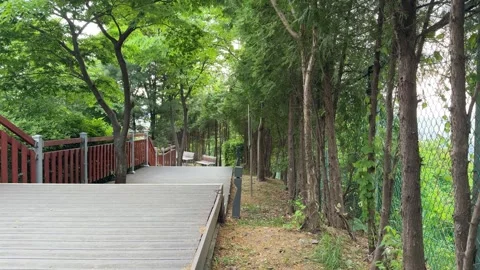 Wooden Deck Pathway with Railing and Tall Trees Stock Footage 339322753