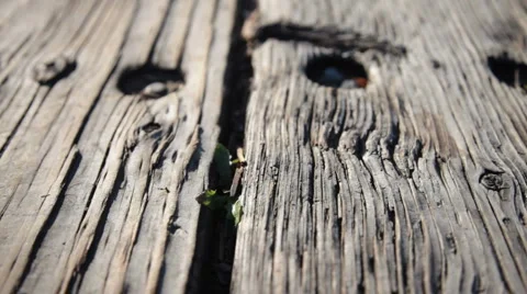 Wooden Dock Stock Footage 1220076