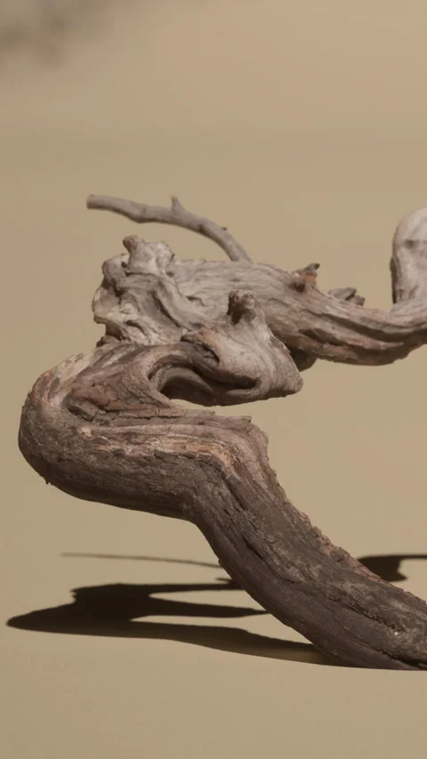 Wooden driftwood sculpture on sandy surface with natural light Stock Footage 340266329