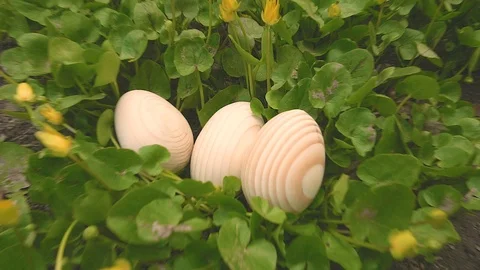 Wooden Easter eggs on the grass. Green floral background for Easter projects Stock Footage 105702905
