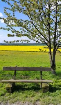 Wooden empty bench under a tree on the edge of the field Stock Photos