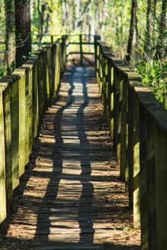 Wooden empty path through green forest at the beginning of spring on a sunn.. Foto stock