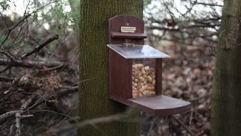 A wooden feeder filled with peanuts is attached to a tree in the forest. Small g Stock Footage 306008046