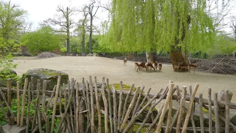 The wooden fence of the deer area in the zoo Stock Footage