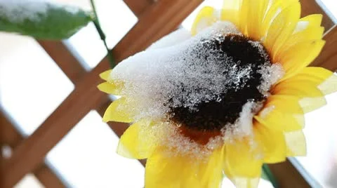 Wooden fence on snow with a plastic sunflower Stock Footage