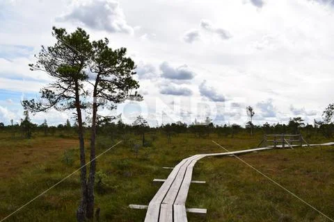 Wooden flooring bridge of planks in a swamp in a forest in a park in Latvia. Stock Photos