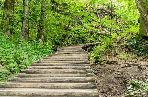 Wooden Footpath through the Deep Forest in Plitvice Lakes National Park, Croatia Stock Photos