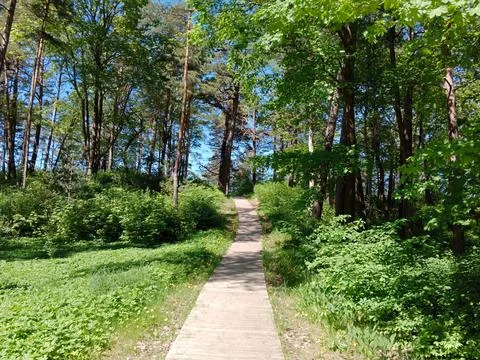 Wooden Forest Path Through Greenery in Jurmala, Latvia Stock Photos