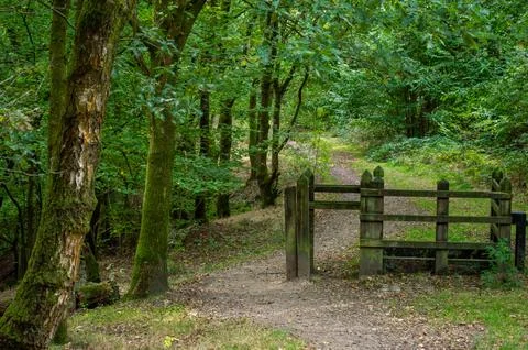 Wooden gate in forest path Stock Photos