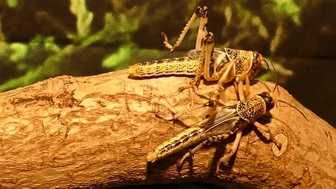 Wooden grasshopper Vídeos de archivo 217686356