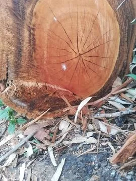 The wooden log Foto stock