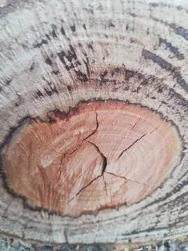 The wooden log Stock Photos