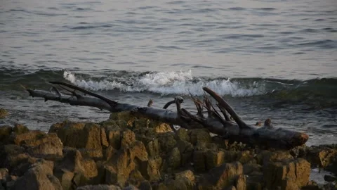 Wooden log on the rocks splashed by the sea waves Vídeo Stock 163814831