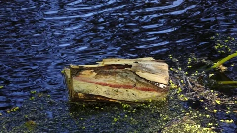 Wooden log swims on surface of slow river. Stock Footage 197327779