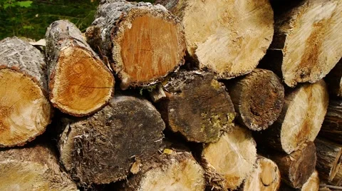 Wooden Logs with Forest on Background / Trunks of trees cut and stacked in the Video stock 54650610