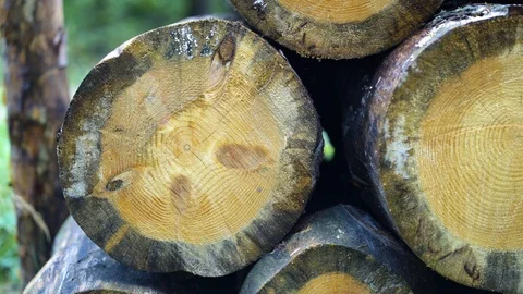 Wooden logs of lumber - abstract pattern Video stock 94356179