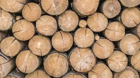 Wooden logs or trunks of trees cut and stacked on the ground Stock Footage 169400116