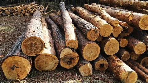 Wooden logs of pine Stock Footage 75837055