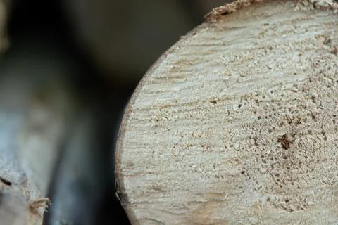 Wooden logs stack, tree stumps background Stock Photos