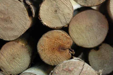 Wooden logs stack, tree stumps background Foto stock
