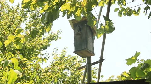 Wooden nesting box in garden Stock Footage 155389736