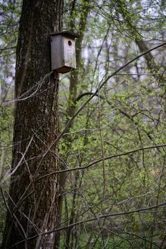 Wooden nesting box mounted on a deciduous tree trunk in the park of the Ciste 库存照片