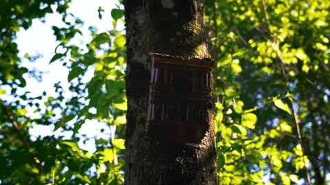 Wooden nesting box mounted on a tree trunk in a sunlit forest with green leaves Stock Footage 344454123