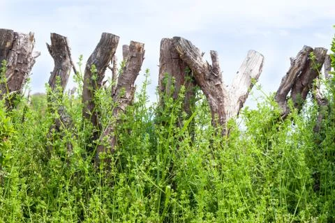 Wooden palisade Stock Photos