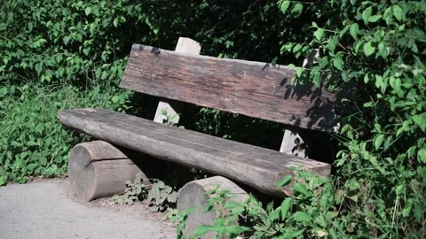 Wooden park bench in front of trees in the sunshine Stock Footage 141885500