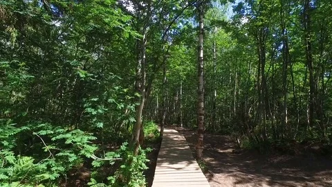 Wooden path in birch forest Vidéo 74323187
